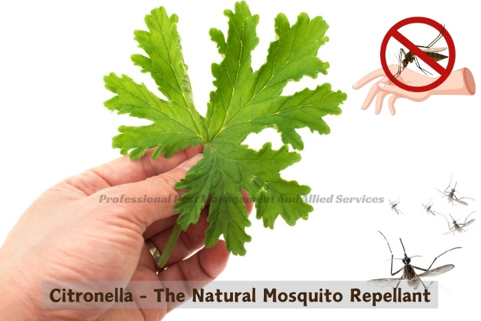 Close-up of citronella plant leaf held in Chennai, an effective, natural mosquito repellent recommended by Professional Pest Management And Allied Services Pvt. Ltd