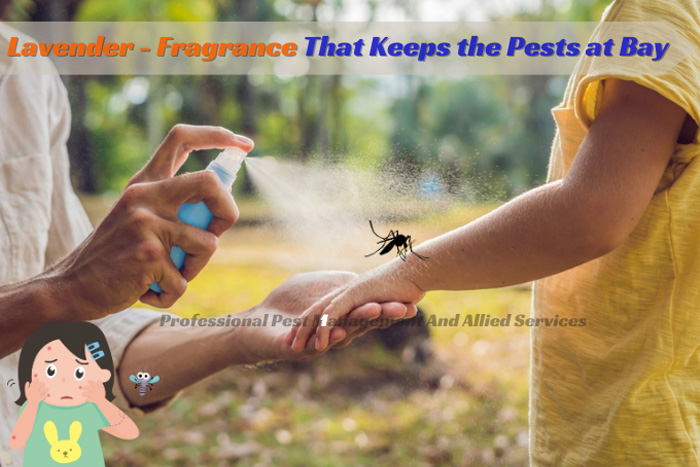 Using lavender fragrance as a natural pest deterrent outdoors, a Chennai-based pest solution from Professional Pest Management And Allied Services Pvt. Ltd
