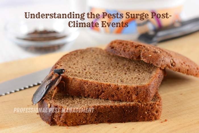 Cockroach on slices of bread with 'Understanding the Pests Surge Post-Climate Events' headline, illustrating pest risks in homes, promoted by Professional Pest Management in Chennai