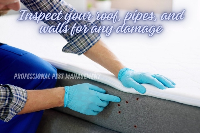 Pest control professional in Chennai inspecting bed for bed bugs, with 'Inspect your roof, pipes, and walls for any damage' text, highlighting thorough pest inspection services offered by Professional Pest Management