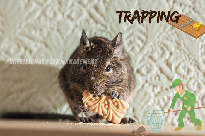Mouse eating a cookie with 'Trapping' text, promoting Professional Pest Management's rodent trapping services in Chennai