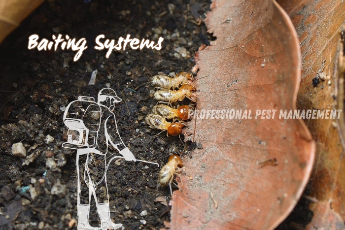 Termites feeding near a leaf with 'Baiting Systems' text, promoting Professional Pest Management's termite baiting services in Chennai