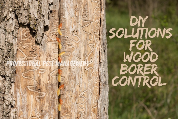 Close-up of wood borers on a damaged tree with 'DIY Solutions for Wood Borer Control' text, promoting Professional Pest Management's wood borer control services in Chennai