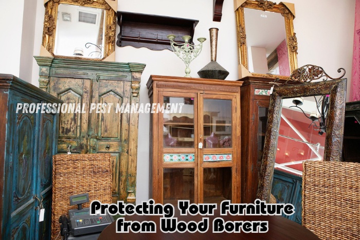 Collection of wooden furniture with 'Protecting Your Furniture from Wood Borers' text, promoting Professional Pest Management's wood borer protection services in Chennai