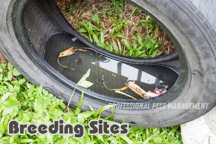 Identifying and eliminating mosquito breeding sites in Chennai: Preventing infestations with Professional Pest Management. Ensure a safer, pest-free environment