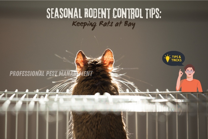 Back view of a rat with 'Seasonal Rodent Control Tips: Keeping Rats at Bay' text, promoting Professional Pest Management's rodent control services in Chennai. Expert tips for seasonal rodent prevention and control. Professional Pest Management ensures effective solutions for keeping rats away