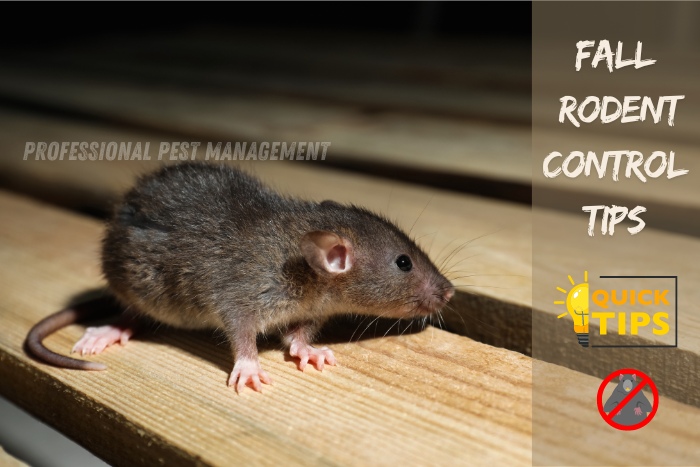 Close-up of a rat with 'Fall Rodent Control Tips' text, promoting Professional Pest Management's rodent control services in Chennai. Essential fall tips for keeping homes rodent-free. Professional Pest Management offers expert advice and effective rodent prevention solutions