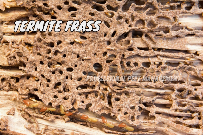 Close-up of termite frass and damage with 'Termite Frass' text, promoting Professional Pest Management's termite control services in Chennai. Identifying termite frass to prevent extensive damage to your property. Professional Pest Management offers expert termite inspections and treatments