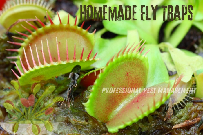 Create effective homemade fly traps for your Chennai home. Professional Pest Management provides DIY solutions to keep your living spaces pest-free