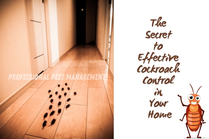 A line of cockroaches crawling on a wooden floor in a dimly lit hallway with the text "The Secret to Effective Cockroach Control in Your Home." For expert cockroach control in Chennai, trust Professional Pest Management And Allied Services Pvt. Ltd. Keep your home roach-free with our effective solutions.