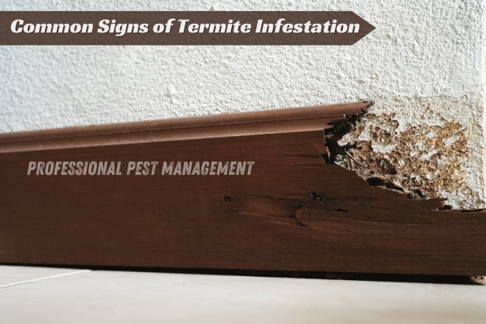 Damaged baseboard showing signs of termite infestation with the text "Common Signs of Termite Infestation."

Learn to identify common signs of termite infestation to protect your home. Contact Professional Pest Management And Allied Services Pvt. Ltd. in Chennai for expert termite control solutions.