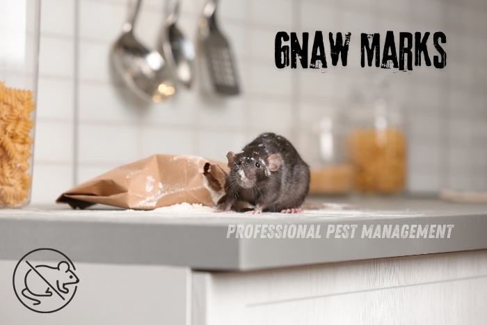 A black rat sitting on a kitchen counter near a torn paper bag with scattered food, with the text "Gnaw Marks."

For effective rodent control in Chennai, contact Professional Pest Management And Allied Services Pvt. Ltd. Don't let gnaw marks ruin your home; get expert help today