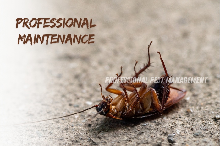 Close-up image of a dead cockroach on a concrete surface with the text "Professional Maintenance."

Ensure a roach-free home with Professional Pest Management And Allied Services Pvt. Ltd. in Chennai. Expert maintenance and pest control solutions for lasting protection