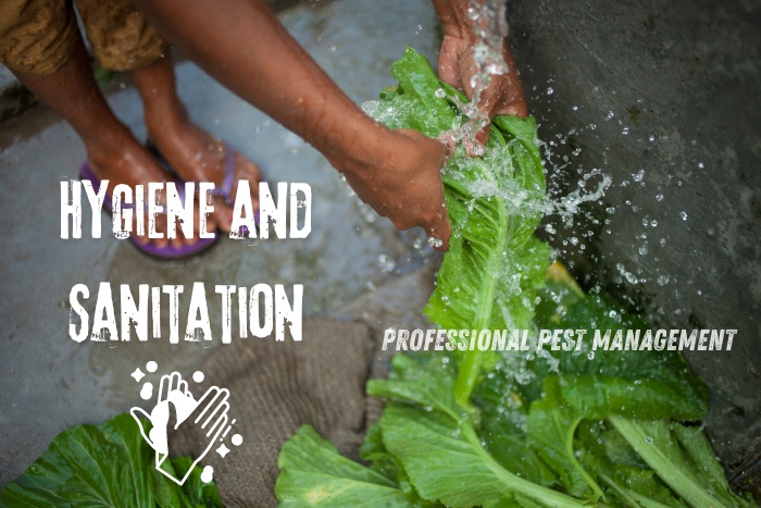 Professional Pest Management And Allied Services Pvt. Ltd in Chennai emphasizes the importance of hygiene and sanitation. Keep your produce safe and clean with proper washing techniques to prevent pest infestations. Trust our expert pest control services for a healthier, pest-free home.