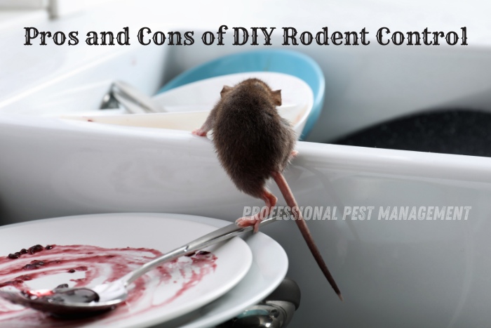 Mouse perched on dirty dishes in a sink, emphasizing the challenges of DIY rodent control. Trust Professional Pest Management and Allied Services Pvt. Ltd. for reliable rodent control solutions in Chennai