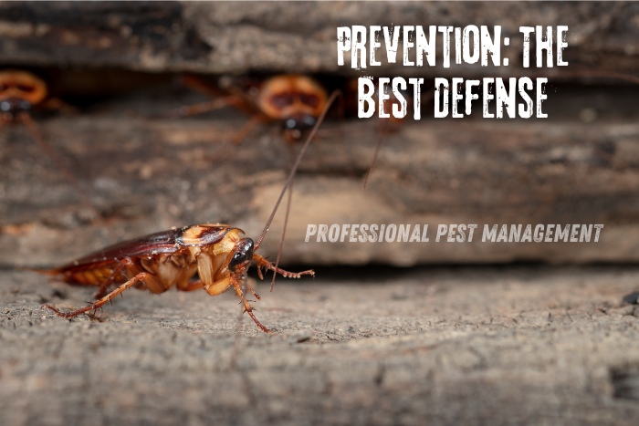 Close-up image of a cockroach on a wooden surface with the text "Prevention: The Best Defense."

Prevent cockroach infestations effectively with expert tips from Professional Pest Management And Allied Services Pvt. Ltd. in Chennai. Safeguard your home today