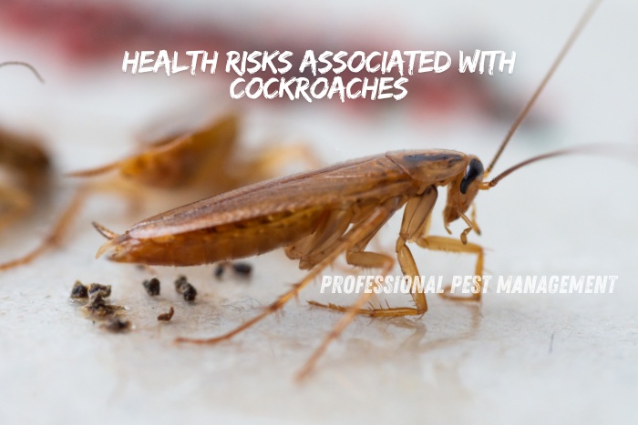 Close-up of a cockroach with droppings, highlighting health risks. Protect your Chennai home with expert pest control services from Professional Pest Management and Allied Services Pvt. Ltd.