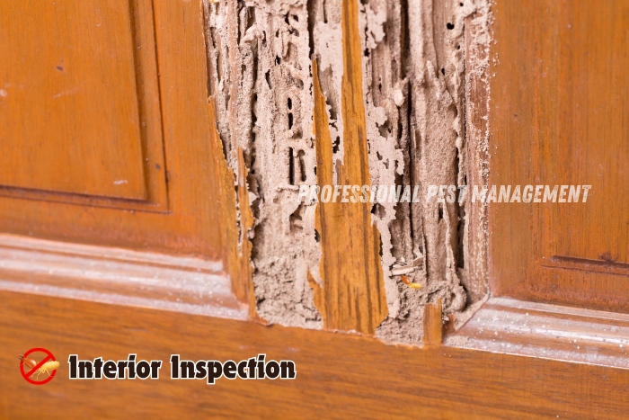 Image showing extensive termite damage on a wooden door frame with the text "Interior Inspection".

Protect your home from termite infestations with Professional Pest Management And Allied Services Pvt. Ltd. in Chennai. Ensure thorough interior inspections to keep your property safe