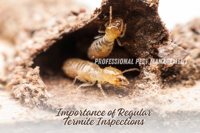 Regular termite inspections are crucial for early detection and prevention of damage. Trust Professional Pest Management And Allied Services Pvt. Ltd. in Chennai for thorough termite inspections and protection.