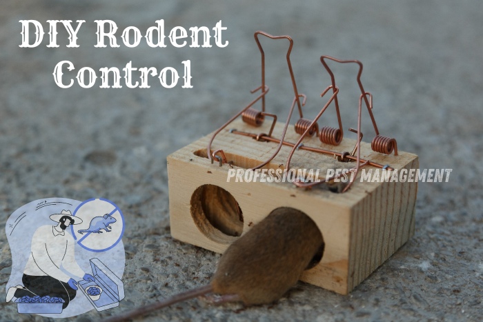 A mouse caught in a DIY wooden rodent trap with copper springs, accompanied by the text "DIY Rodent Control."

For top-notch rodent control in Chennai, rely on Professional Pest Management And Allied Services Pvt. Ltd. Effective DIY solutions and expert services to keep your home rodent-free.