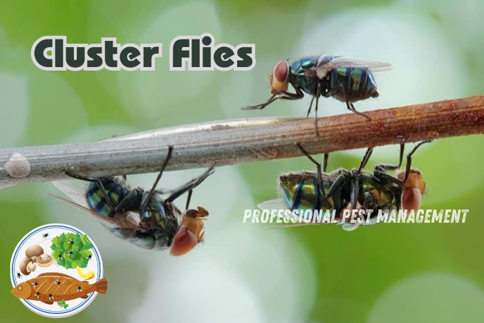 Professional Pest Management And Allied Services Pvt. Ltd in Chennai specializes in cluster fly control. Cluster flies, often mistaken for houseflies, can be a nuisance in homes. Trust our expert pest management team to effectively eliminate these pests and maintain a fly-free environment.