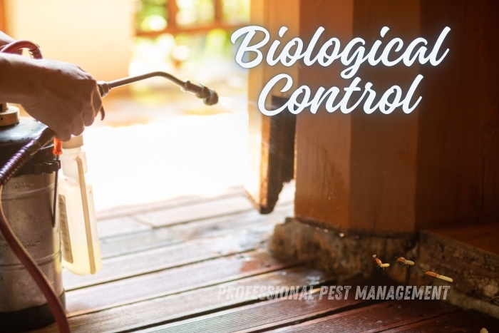 Biological termite control in action by Professional Pest Management And Allied Services Pvt. Ltd, Chennai, offering eco-friendly solutions to protect your home from wood-damaging pests.