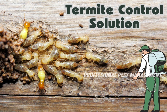 Professional Pest Management And Allied Services Pvt. Ltd in Chennai offers effective termite control solutions to protect your property. Our expert services ensure your home remains termite-free and safe from structural damage