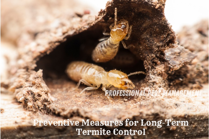 Close-up image of termites infesting wooden structures, highlighting the importance of preventive measures for long-term termite control. Protect your home in Chennai with expert services from Professional Pest Management And Allied Services Pvt. Ltd