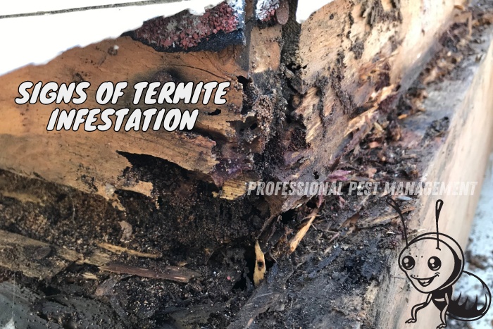 Signs of termite infestation in damaged wood highlighted by Professional Pest Management And Allied Services Pvt. Ltd, Chennai, specializing in expert termite control to protect your property