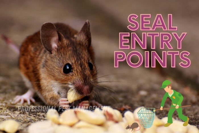 Mouse eating food with text 'Seal Entry Points' by Professional Pest Management And Allied Services Pvt. Ltd, Chennai. Emphasizing rodent control solutions to block entry points and prevent infestations in homes