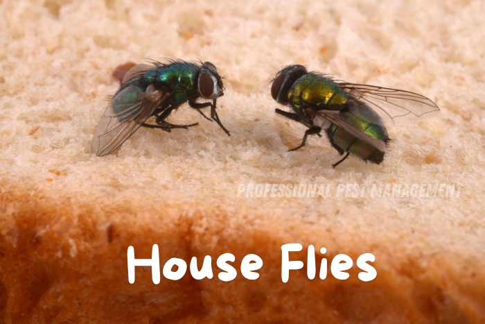 Two house flies sitting on a slice of bread, highlighting the importance of fly control in kitchens. Professional Pest Management And Allied Services Pvt. Ltd. in Chennai provides effective solutions to keep your home free from house flies