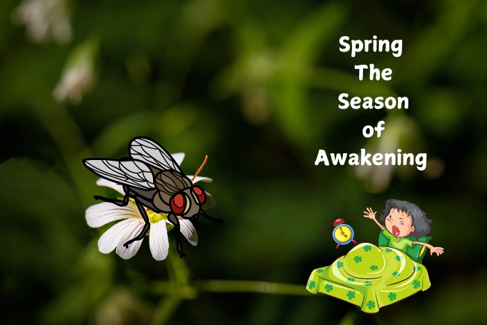 Spring pest alert: Flies become more active as the season awakens. Contact Professional Pest Management And Allied Services Pvt. Ltd. in Chennai for expert fly control solutions