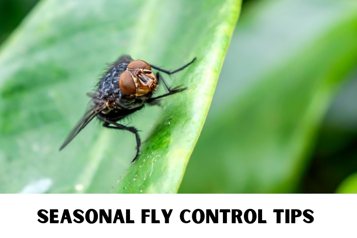 Expert seasonal fly control tips to keep your Chennai home pest-free. Trust Professional Pest Management And Allied Services Pvt. Ltd. for effective and safe pest solutions year-round.