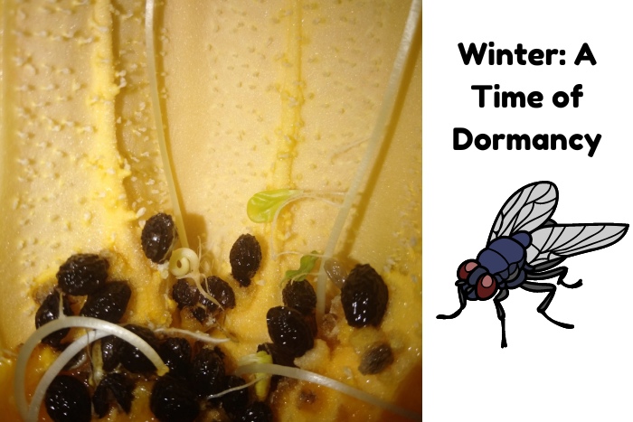 Winter fly control in Chennai: Even during dormancy, flies can cause problems. Trust Professional Pest Management And Allied Services Pvt. Ltd. for effective winter pest solutions