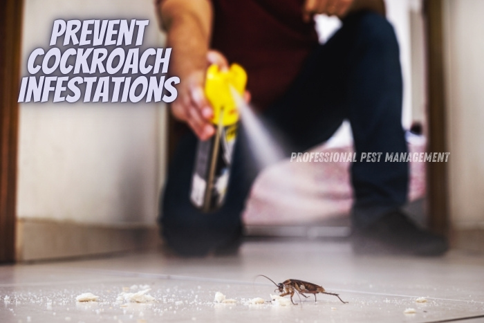 Professional Pest Management And Allied Services Pvt. Ltd. emphasizes the importance of preventing cockroach infestations. The image shows a person spraying pest control treatment on a cockroach in a home setting, highlighting proactive measures for pest management. This service is essential for homeowners in Chennai looking to maintain a clean and pest-free environment