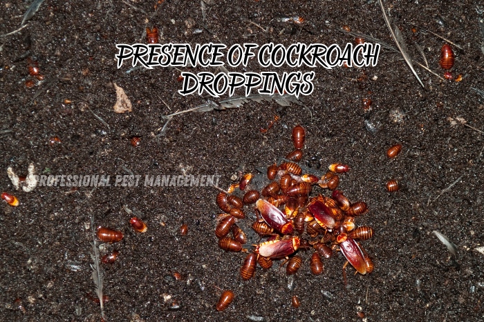 Professional Pest Management And Allied Services Pvt. Ltd. highlights the presence of cockroach droppings as a sign of infestation. The image shows a close-up of cockroach droppings scattered on a surface, indicating a serious pest problem that needs immediate attention. Recognizing these signs is crucial for homeowners in Chennai to take prompt action against cockroach infestations