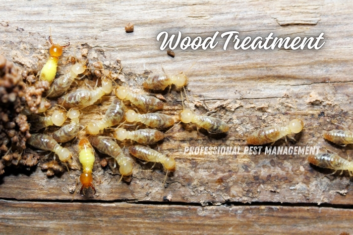 Professional Pest Management And Allied Services Pvt. Ltd. focuses on wood treatment to combat termite infestations. The image shows a close-up of termites on wood, highlighting the importance of timely treatment to protect wooden structures from damage. Our wood treatment services are essential for homeowners in Chennai to maintain the integrity of their properties