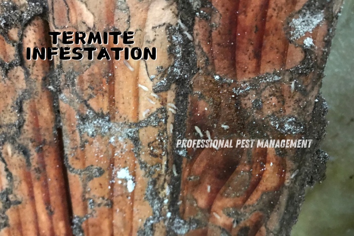 Professional Pest Management And Allied Services Pvt. Ltd. highlights the serious issue of termite infestation. The image shows a close-up of wood damage caused by termites, with visible signs of infestation and tunneling. This image serves as a crucial reminder for homeowners in Chennai to take immediate action to protect their properties from termite damage