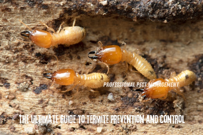 Professional Pest Management And Allied Services Pvt. Ltd. presents the ultimate guide to termite prevention and control. The image shows a close-up of termites, highlighting the importance of identifying these pests early to prevent damage. This guide is essential for homeowners in Chennai looking to protect their properties from termite infestations effectively